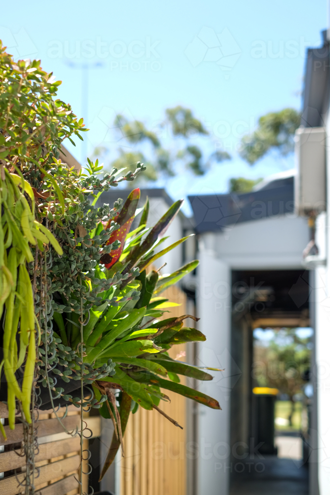 Hanging bromeliades on a vertical garden - Australian Stock Image