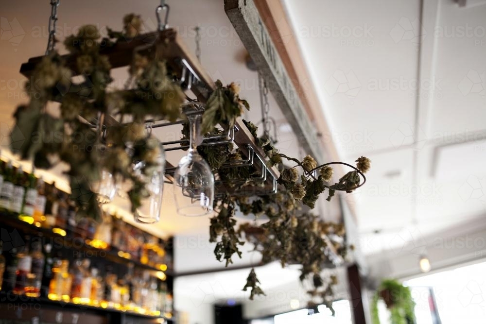 Hanging glasses and plant decoration at a craft beer pub - Australian Stock Image