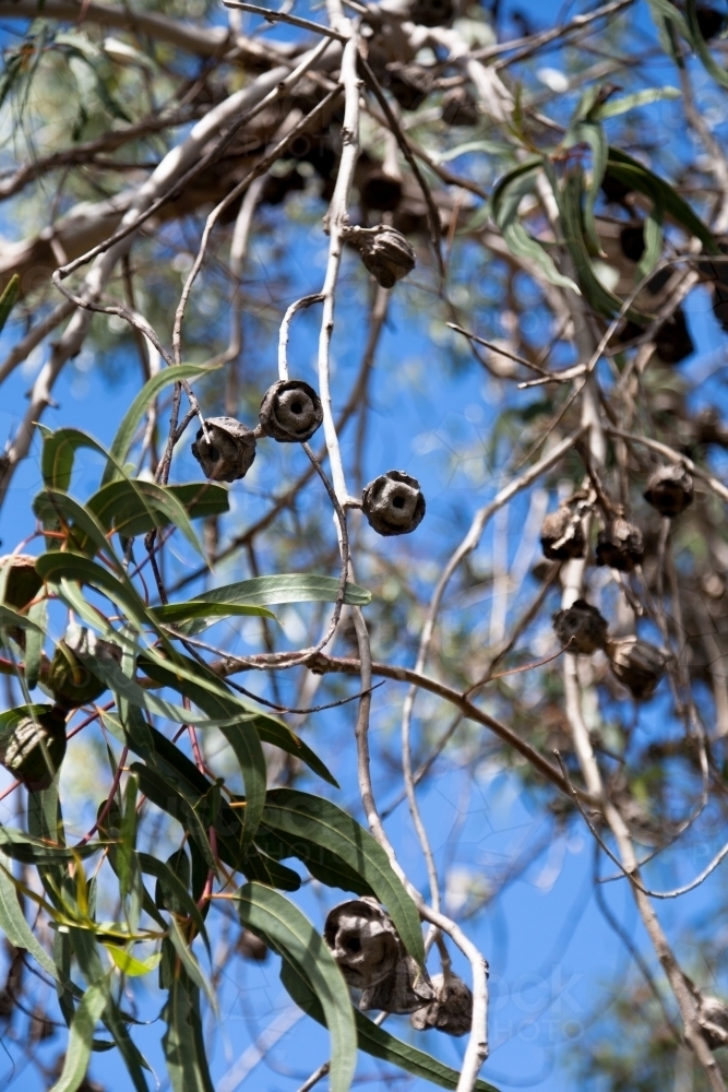 Hanging gum leaves and gum nuts - Australian Stock Image