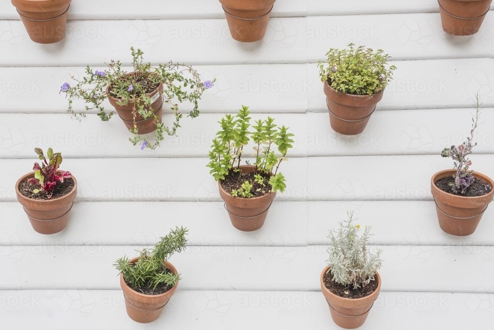 Hanging herb garden on white wall - Australian Stock Image