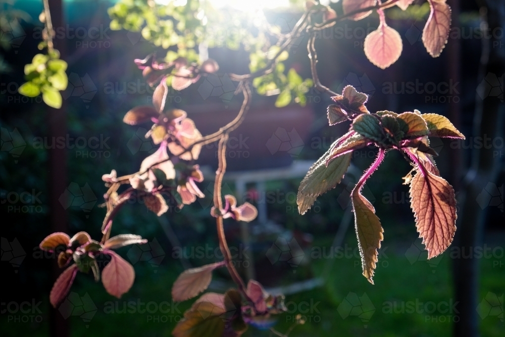 Hanging pot plants in a suburban garden - Australian Stock Image