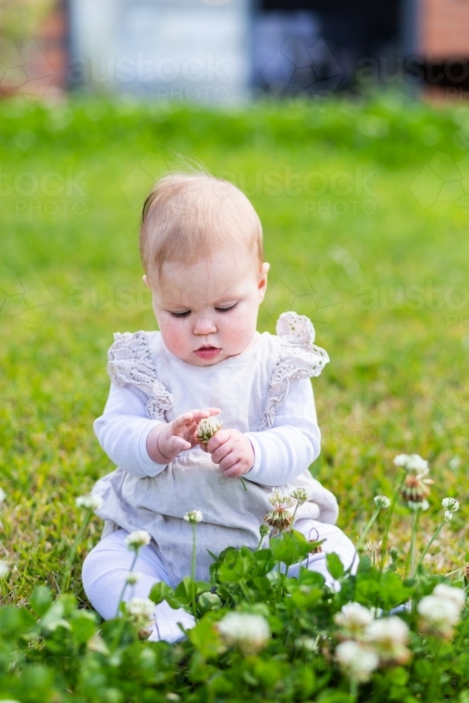 happy baby sitting outside on grass in backyard picking clover flowers - Australian Stock Image