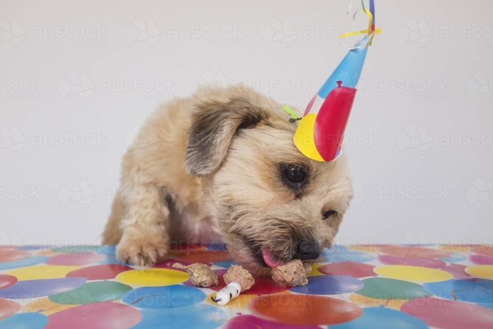 Happy birthday party dog - Australian Stock Image