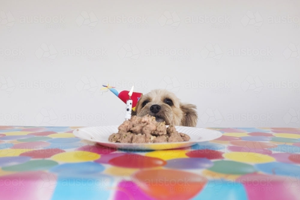 Happy birthday party dog. - Australian Stock Image