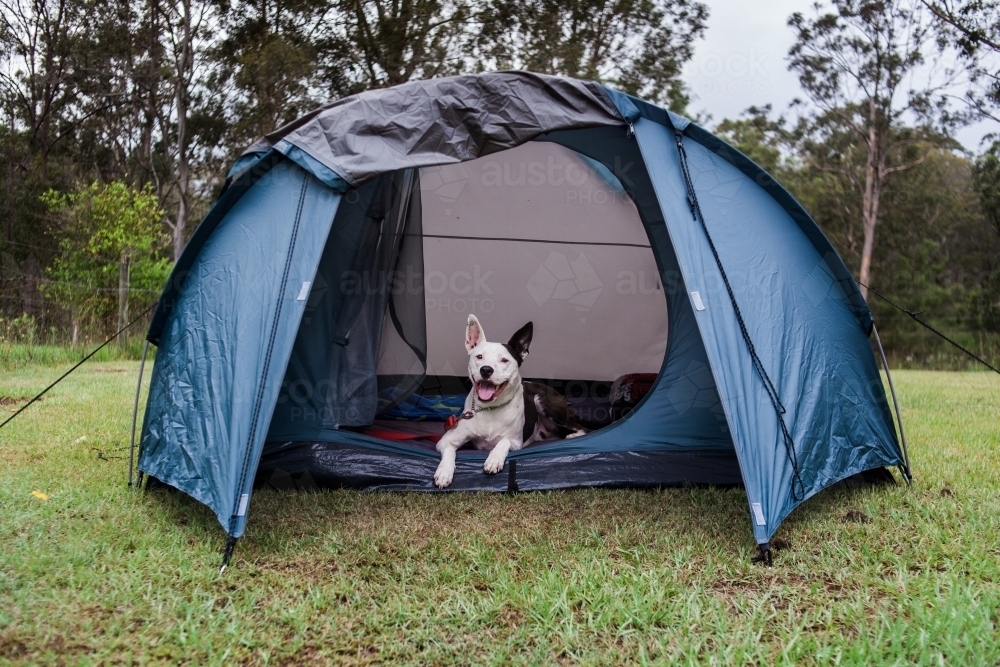 Happy, black and white dog relaxes in a small tent, while camping on an overcast day - Australian Stock Image
