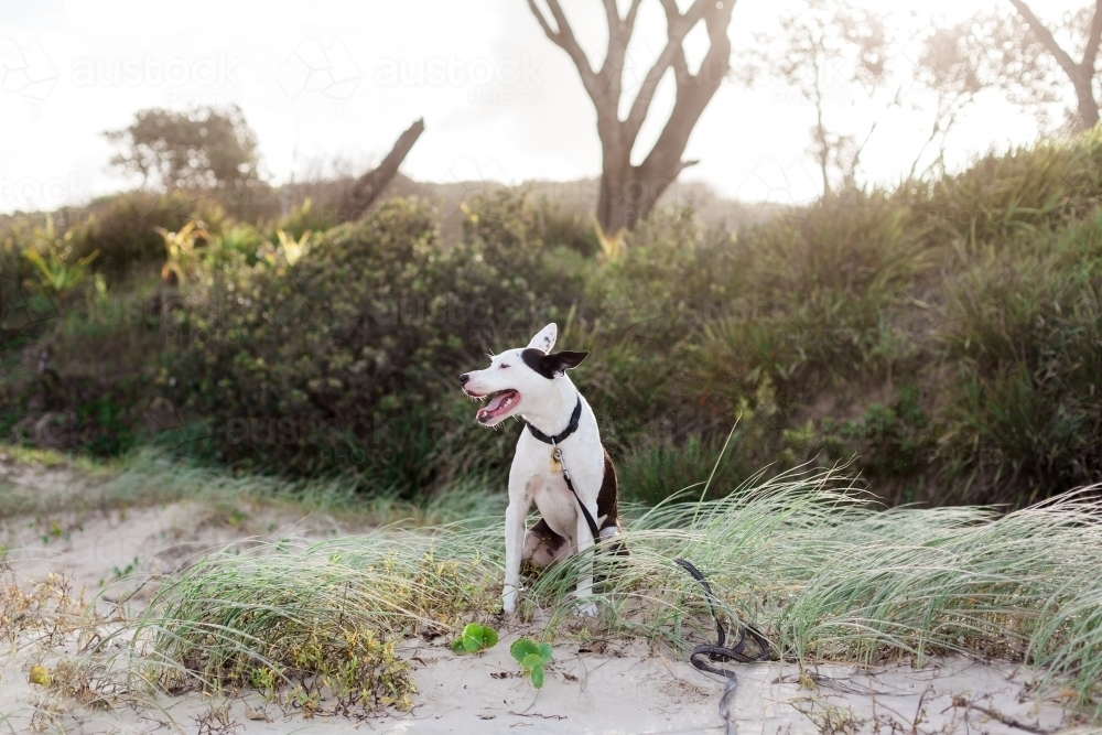 Happy black and white dog sits on beach grass at sunset looking to the left. - Australian Stock Image