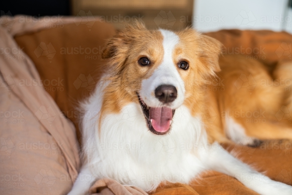 Image of Happy border collie dog on bed Austockphoto