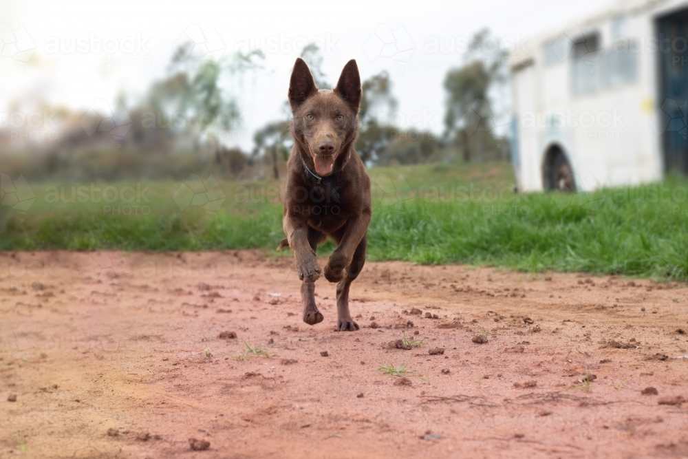 Happy brown cattle dog running on a farm - Australian Stock Image