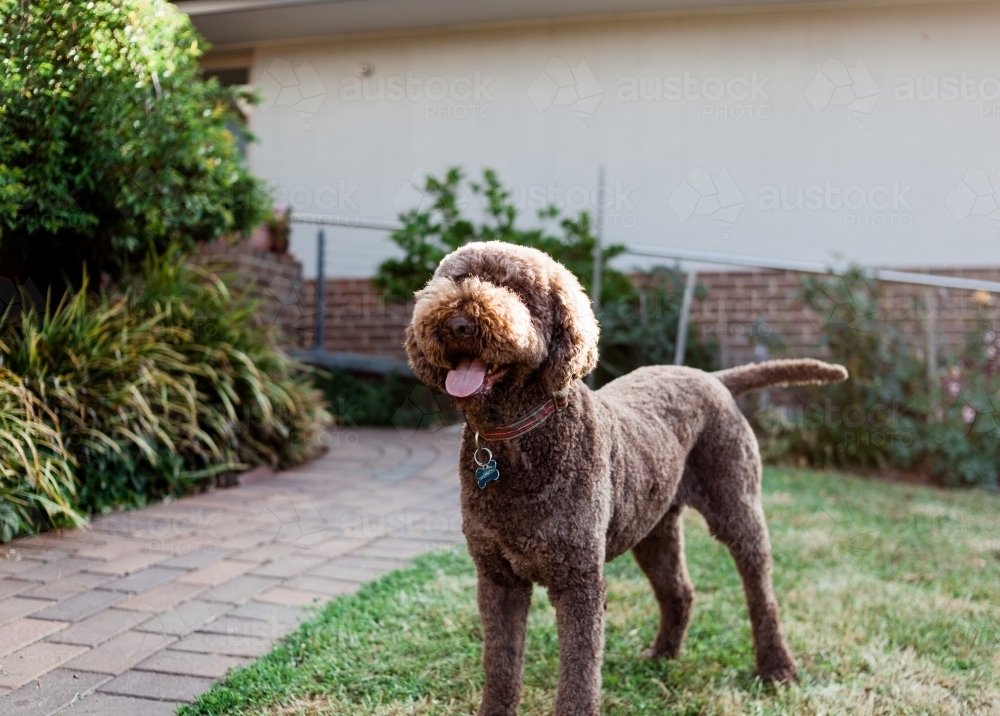 Happy, brown Italian water dog, standing alert in a backyard garden. - Australian Stock Image