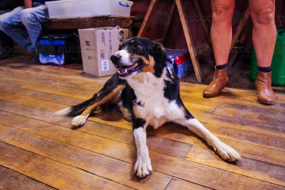 happy dog - Australian Stock Image