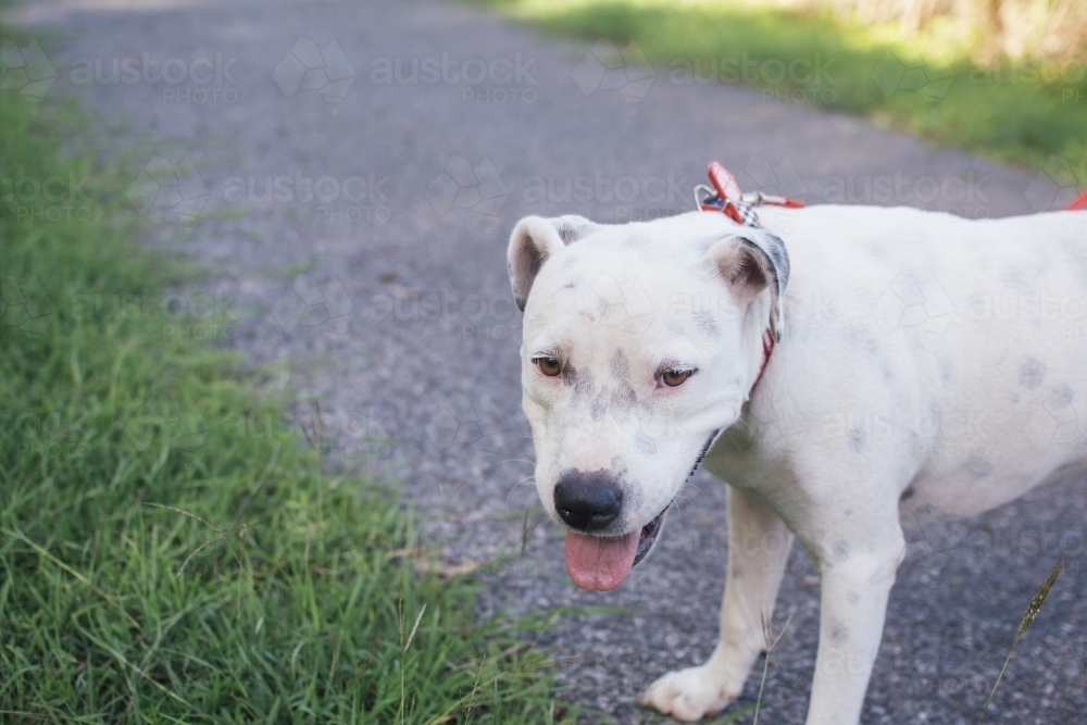 Happy dog going for a walk - Australian Stock Image