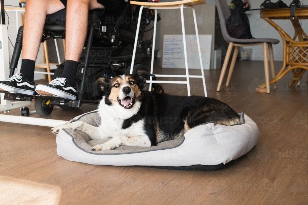 happy dog in dog bed - Australian Stock Image