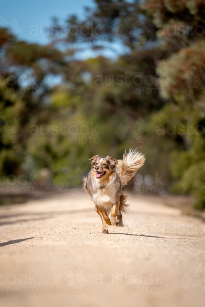 Happy dog running along a dusty country track on a sunny day. - Australian Stock Image