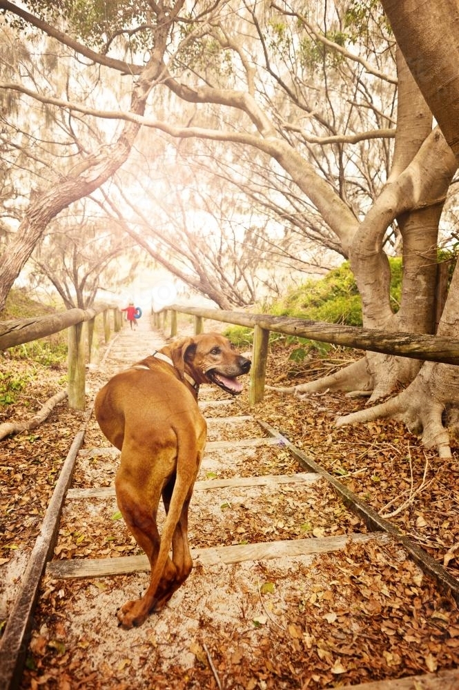 happy dog smiling back to owner as he walks down stairs to the beach - Australian Stock Image