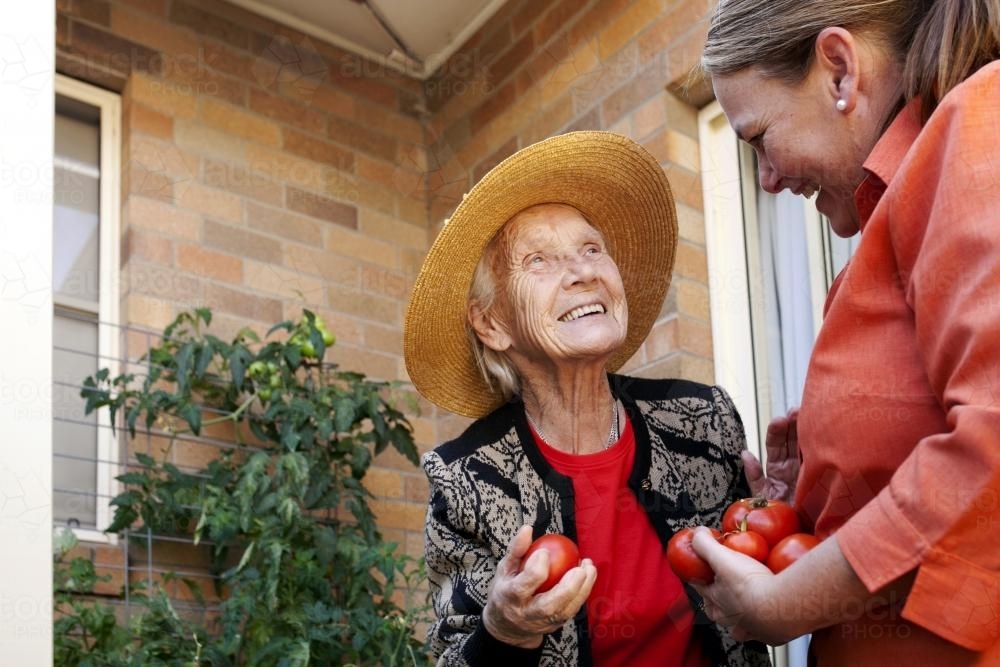 Happy elderly lady picking tomatos from the garden with carer at an aged care facility - Australian Stock Image