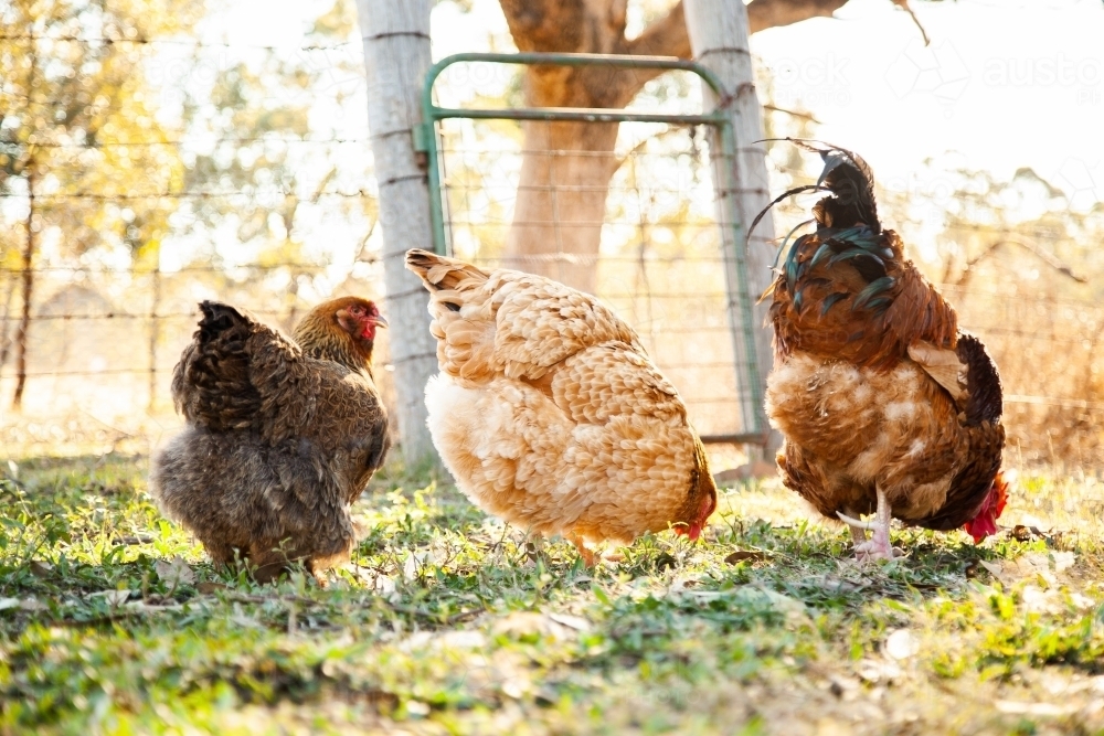 Happy flocks of free range hens and rooster in poultry yard - Australian Stock Image