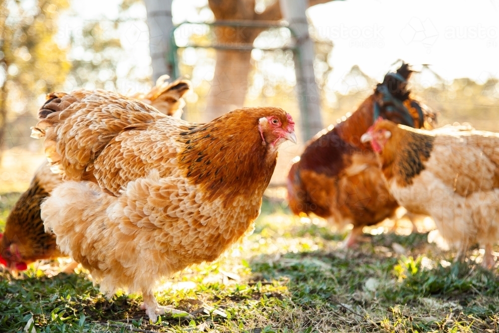 Happy flocks of free range hens and rooster in poultry yard - Australian Stock Image