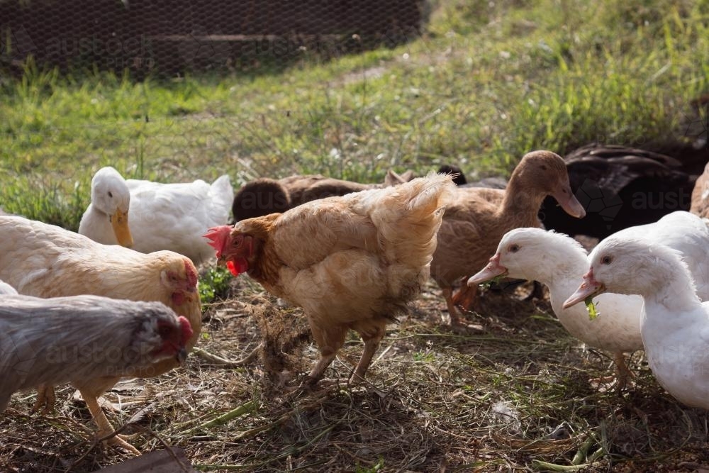 Happy free range chickens and ducks eating vegetables - Australian Stock Image