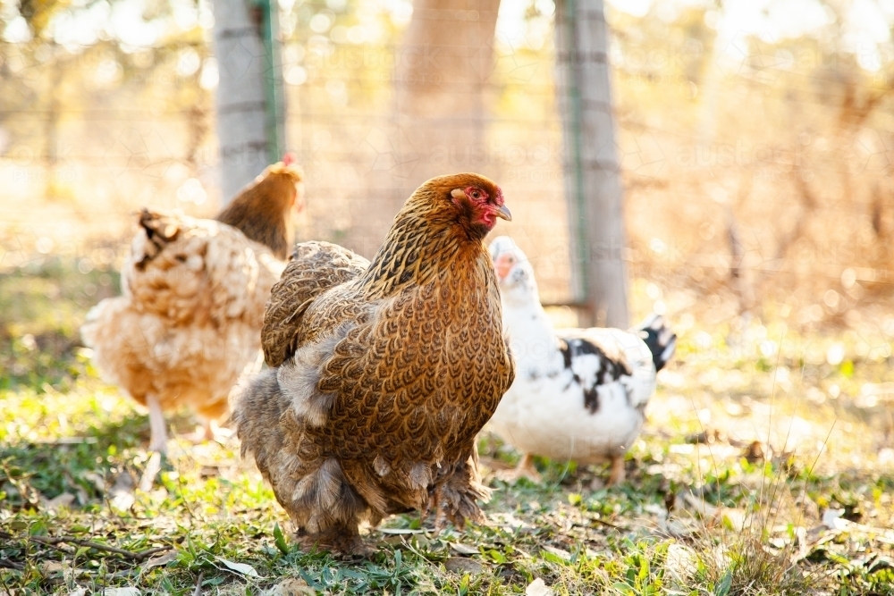 Happy free range hen in poultry yard - Australian Stock Image