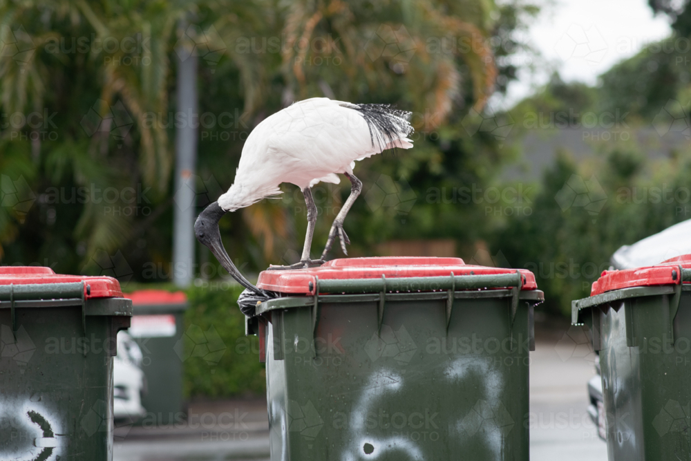 ibis being a bin chicken, still a beautiful elegant local bird - Australian Stock Image
