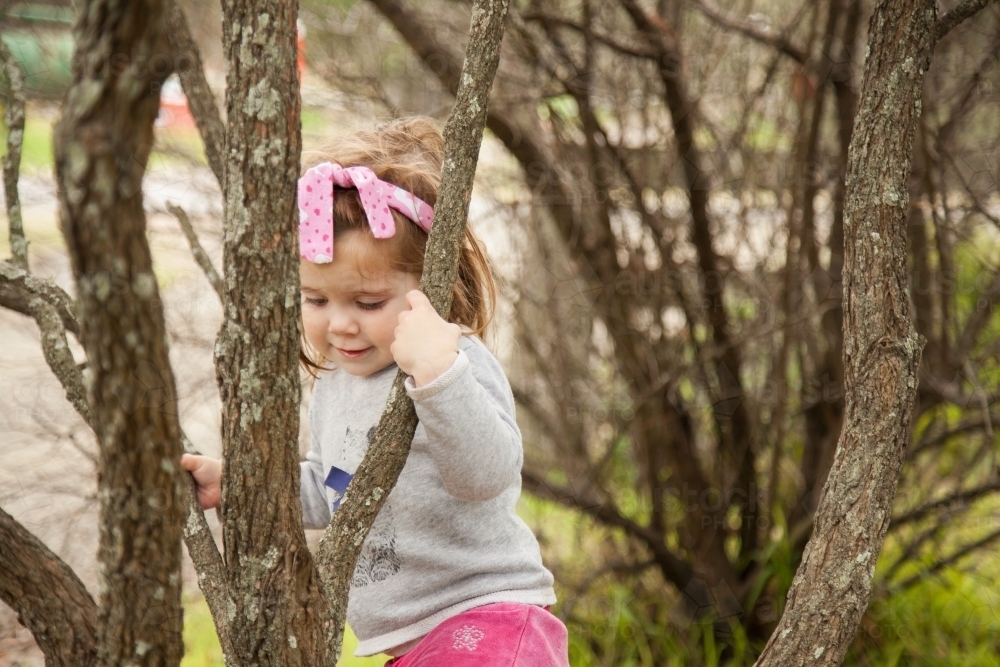 Happy little girl climbing a bottlebrush tree - Australian Stock Image