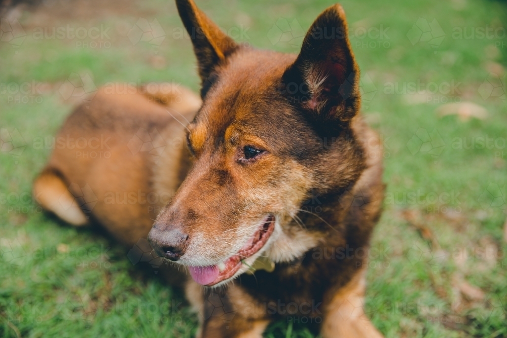 Happy old red working dog lying down on grass panting - Australian Stock Image