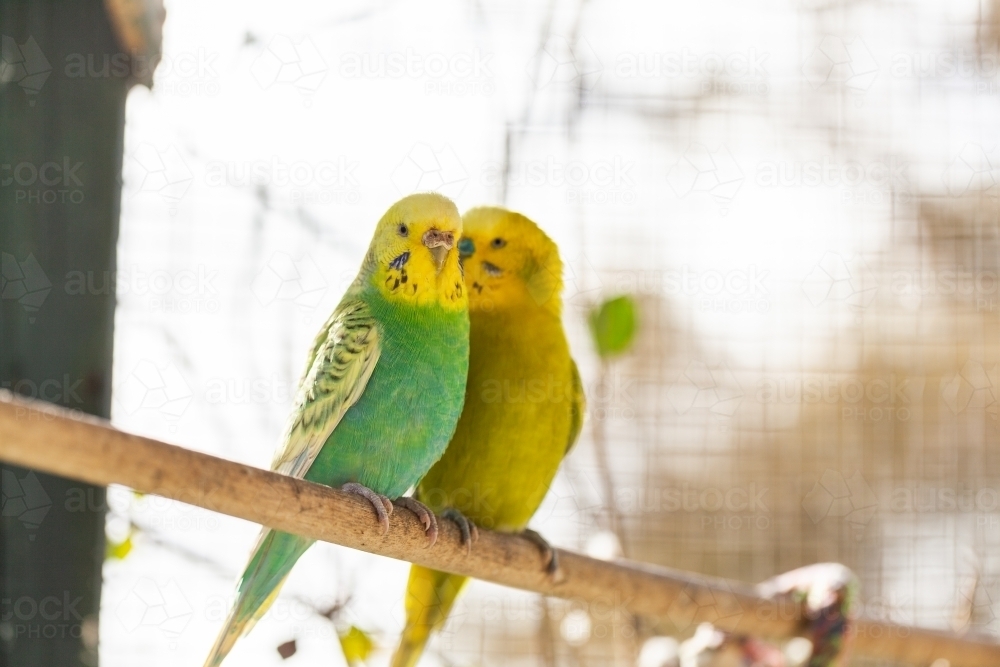 Happy pair of brightly coloured pet budgies together on perch - Australian Stock Image