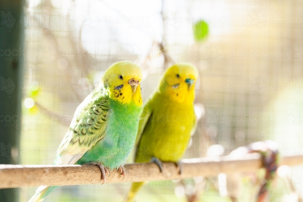 Happy pair of brightly coloured pet budgies together on perch - Australian Stock Image