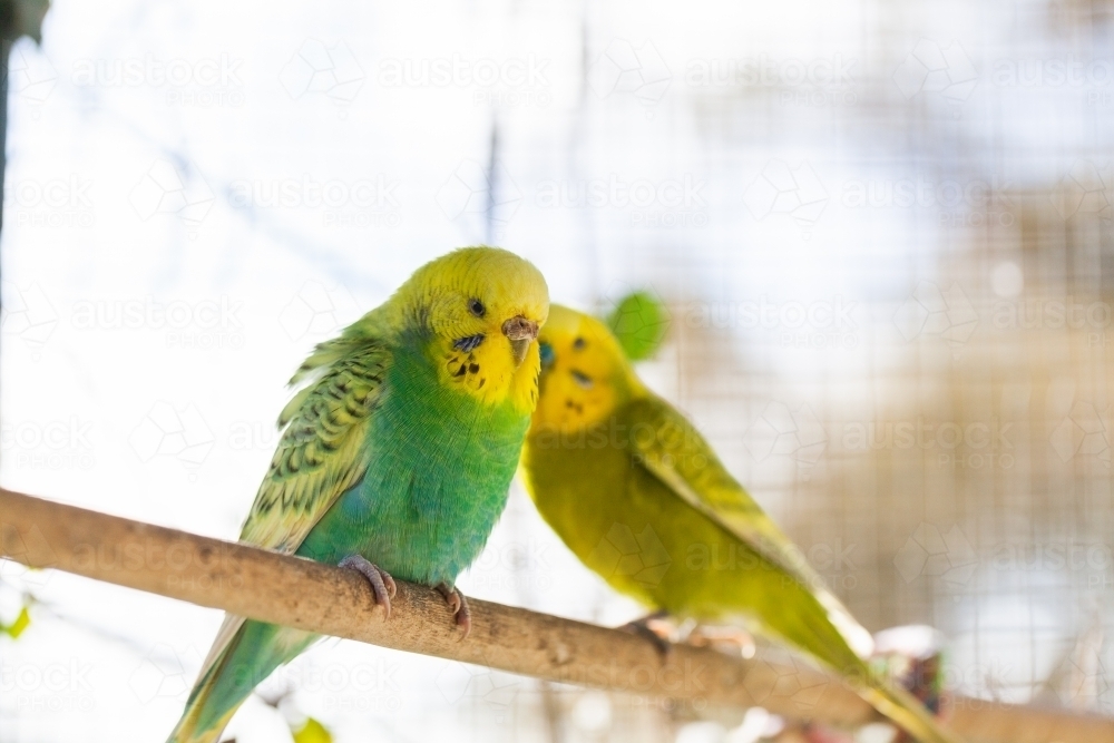 Happy pair of pet Aussie birds sitting on stick in cage - Australian Stock Image