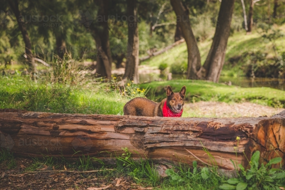 Happy red working dog with bandana in sunny green bushland next to trees - Australian Stock Image