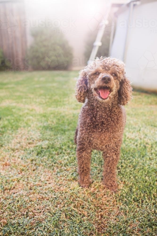 Happy toy poodle in the backyard in summer - Australian Stock Image