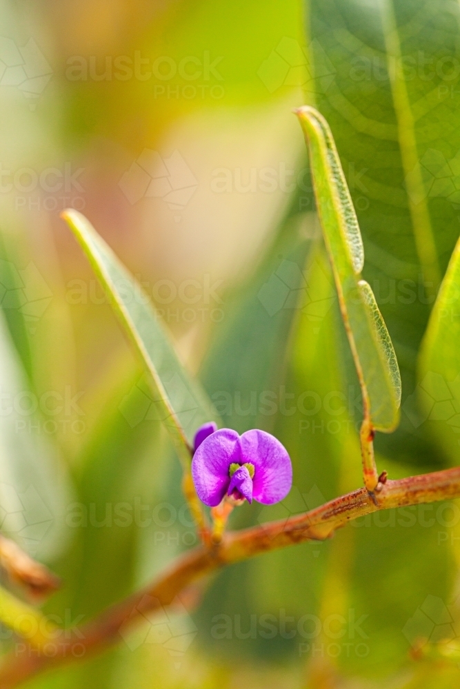 Happy wanderer purple coral-pea flower - Australian Stock Image