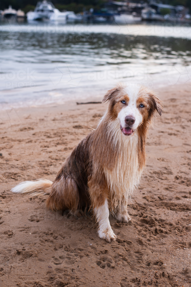happy, wet red Border Collie dog at a seaside dog park - Australian Stock Image
