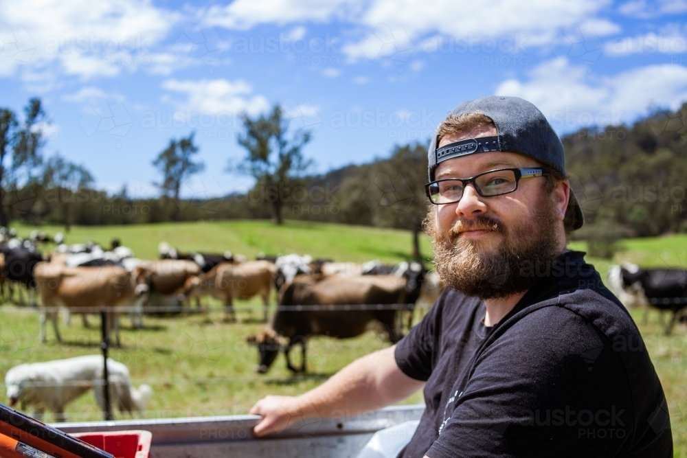 Happy young adult man with a beard sitting in a ute tray near a paddock with many cows. - Australian Stock Image