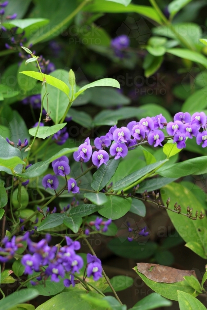 Hardenbergia climber in flower - Australian Stock Image