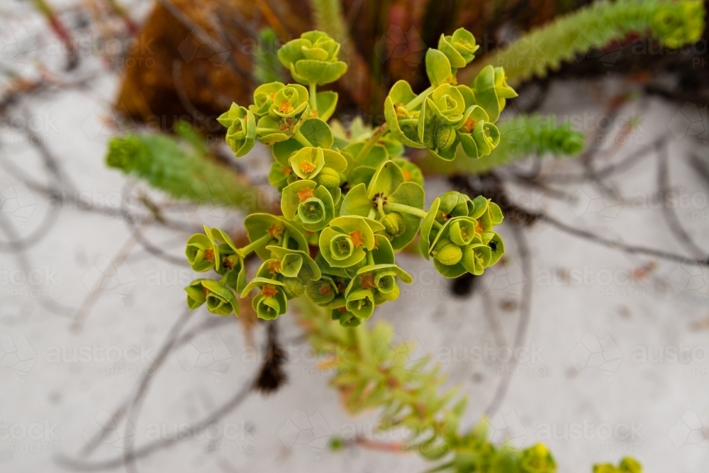 Hardy little yellow and green wild flowers in sand on coastal dunes - Australian Stock Image