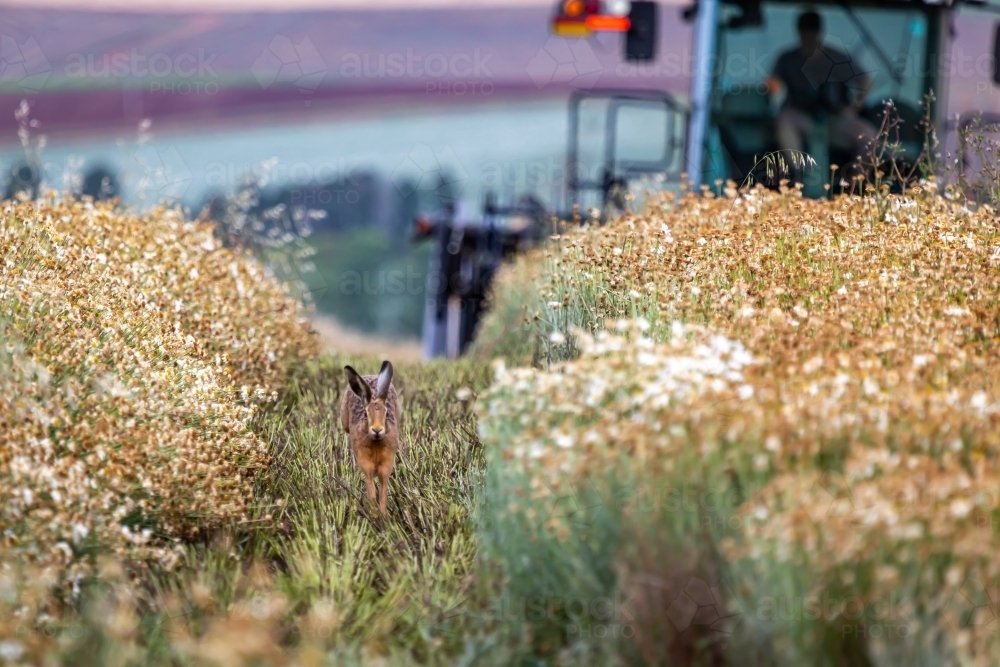 Hare running towards the camera as a machine harvests the pyrethrum crop behind it - Australian Stock Image