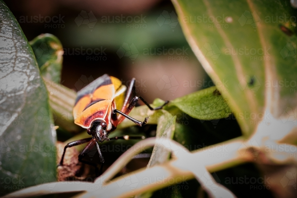 Harlequin Bug - Australian Stock Image