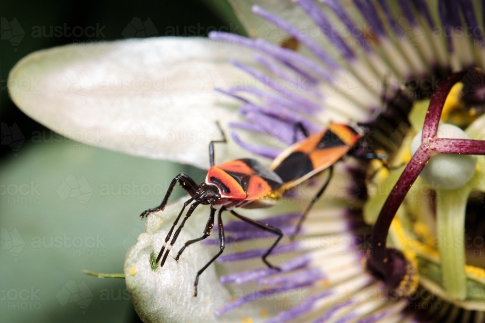 Harlequin Bugs on Passionfruit Flower - Australian Stock Image