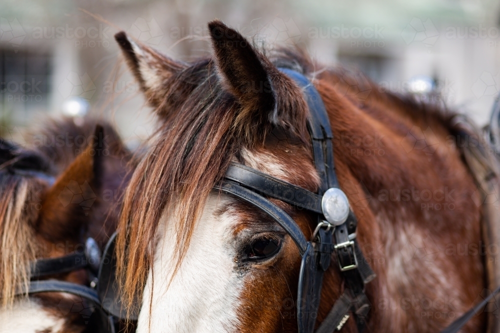Image of harnessed horses ears pointing forward alert Austockphoto