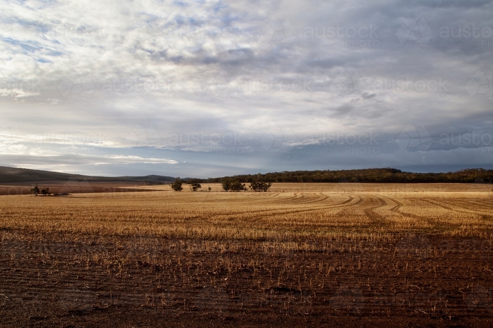 Harvested - Australian Stock Image