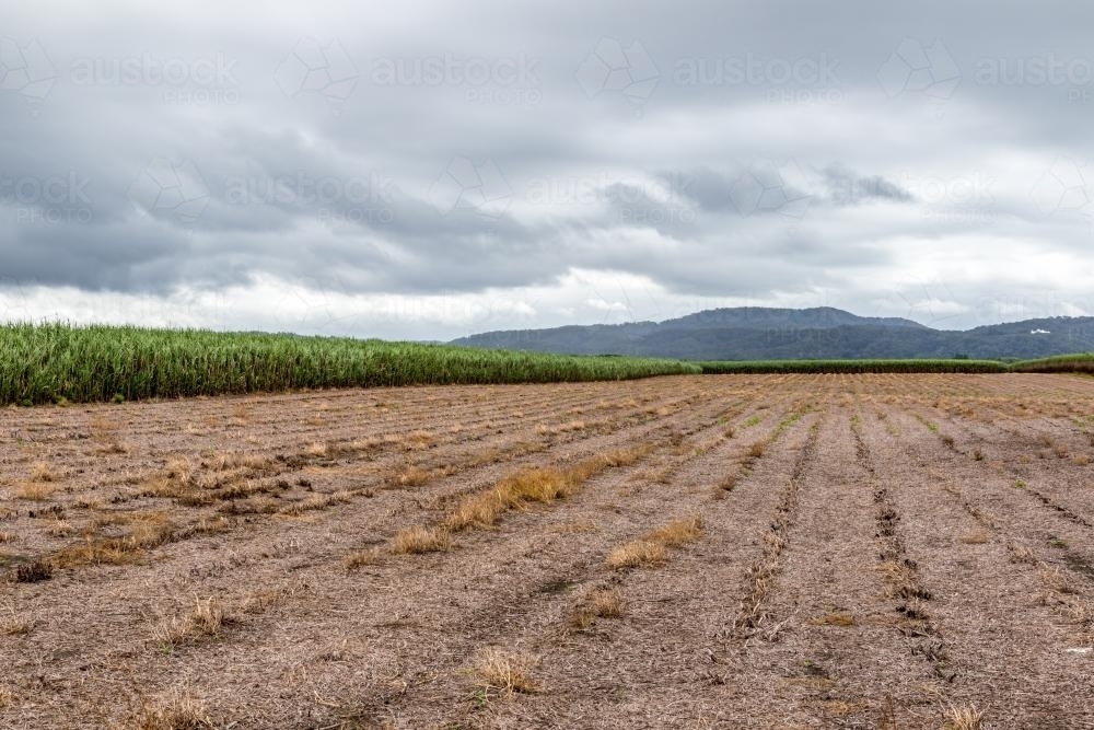 Harvested Cane Field - Australian Stock Image