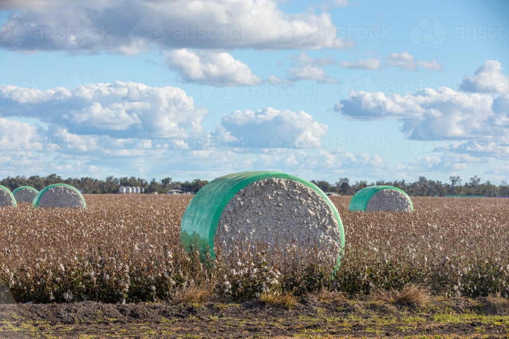 Harvested Cotton Modules in Field - Australian Stock Image