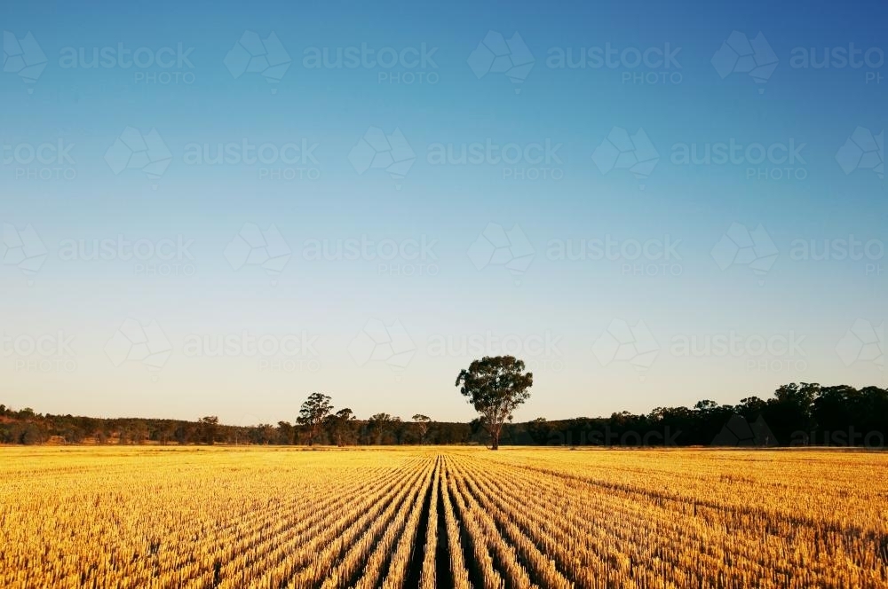 Harvested Wheat Crop - Australian Stock Image