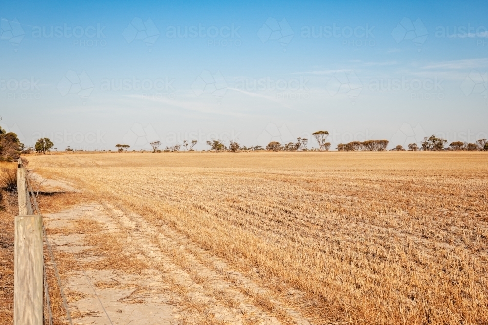 Harvested wheat crop in paddock with trees in the distance - Australian Stock Image