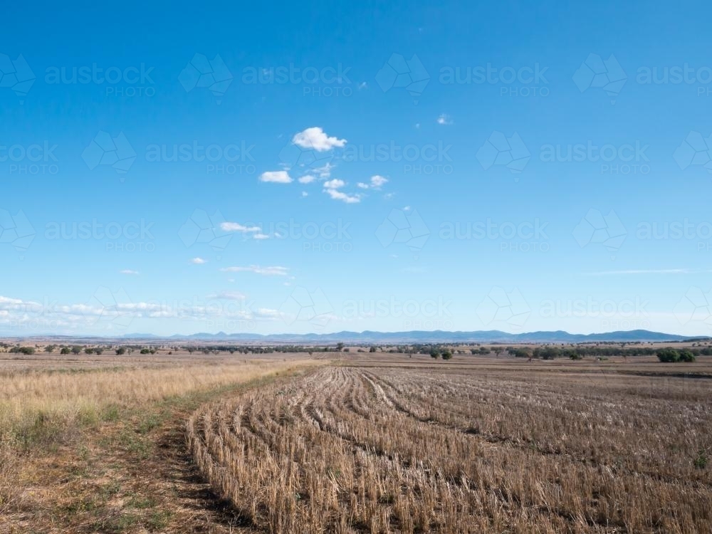 Harvested wheat field in a dry summer with blue sky - Australian Stock Image