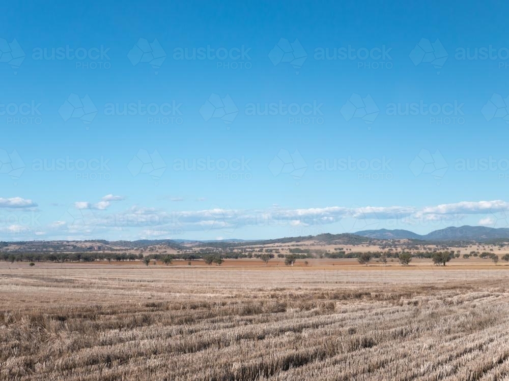 Harvested wheat field in a dry summer with blue sky - Australian Stock Image