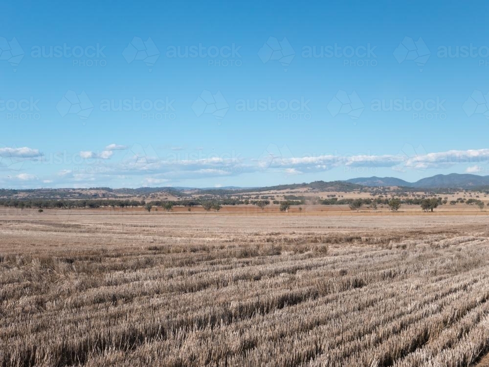 Harvested wheat field in a dry summer with blue sky - Australian Stock Image