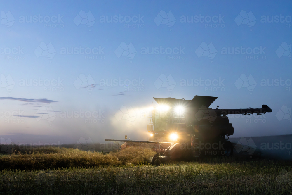 Harvester harvesting canola crop at dusk on farm - Australian Stock Image