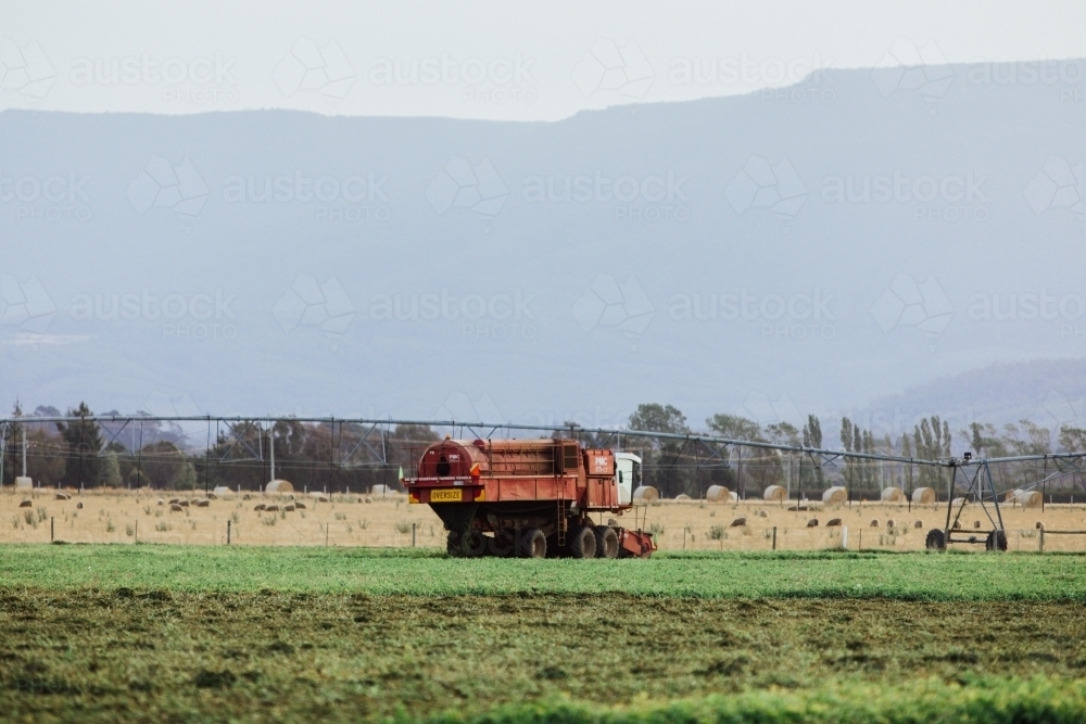 harvester in paddock with peas - Australian Stock Image